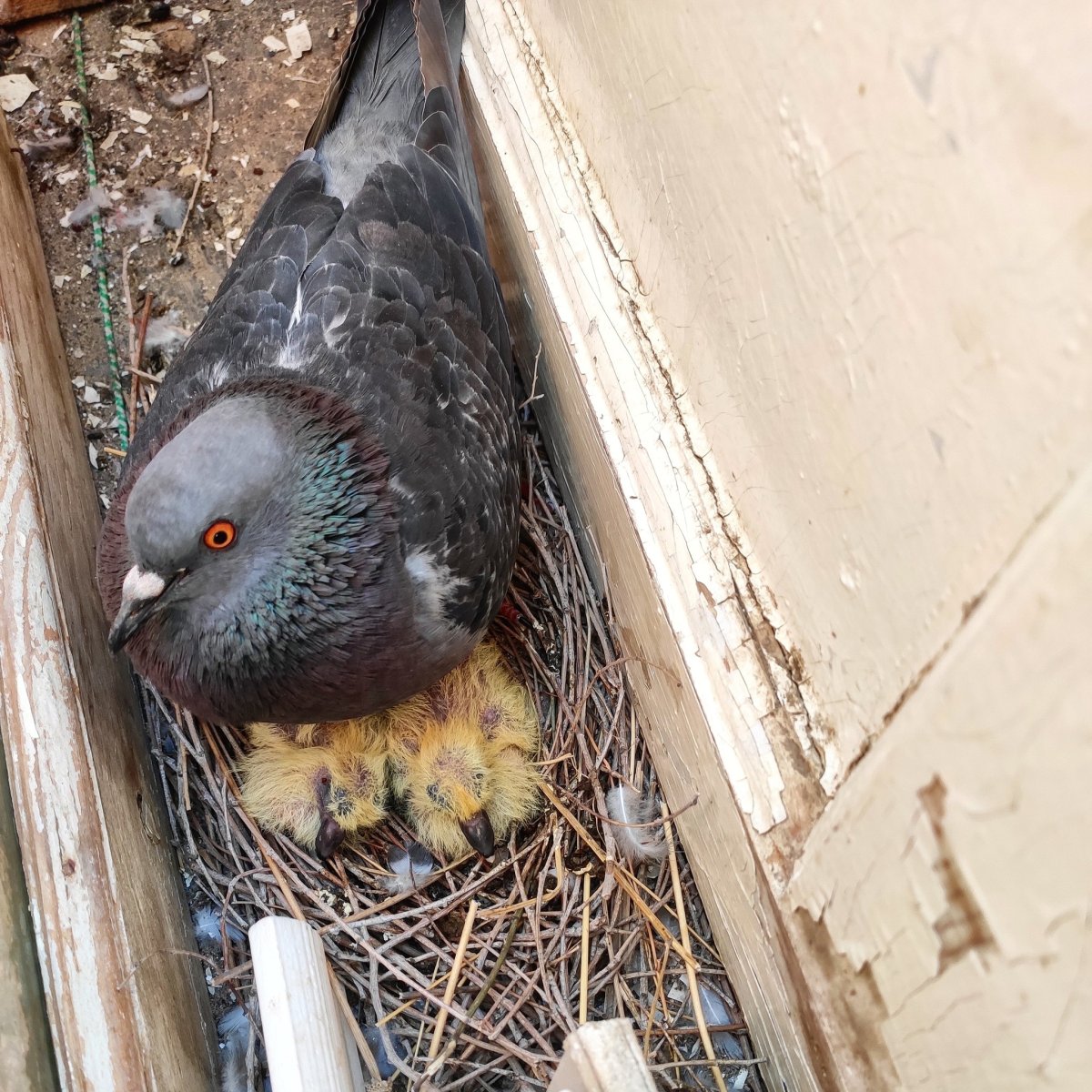 Маленький голубь птенец