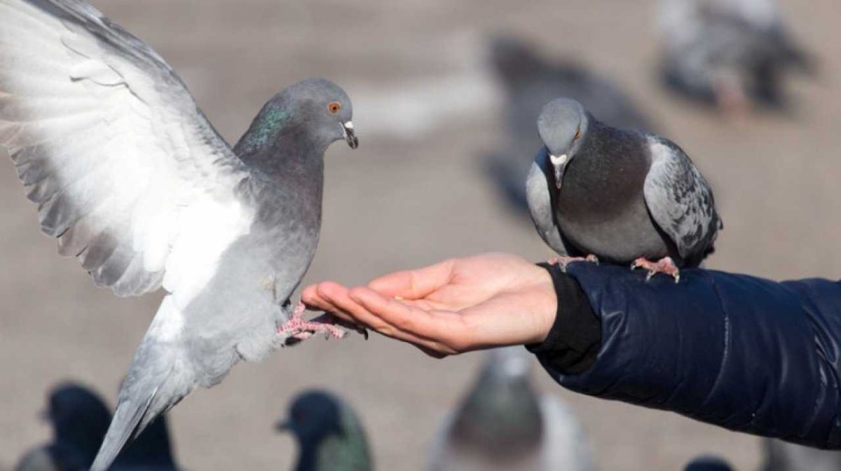 Голубь в руках