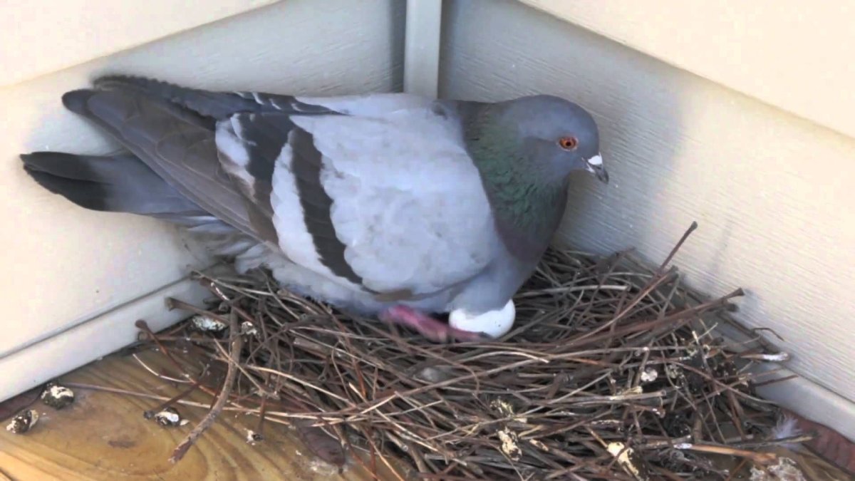 Pigeon Nest