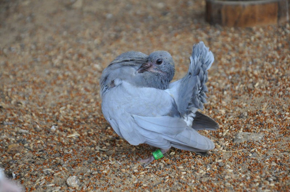 Павлиньи голубята
