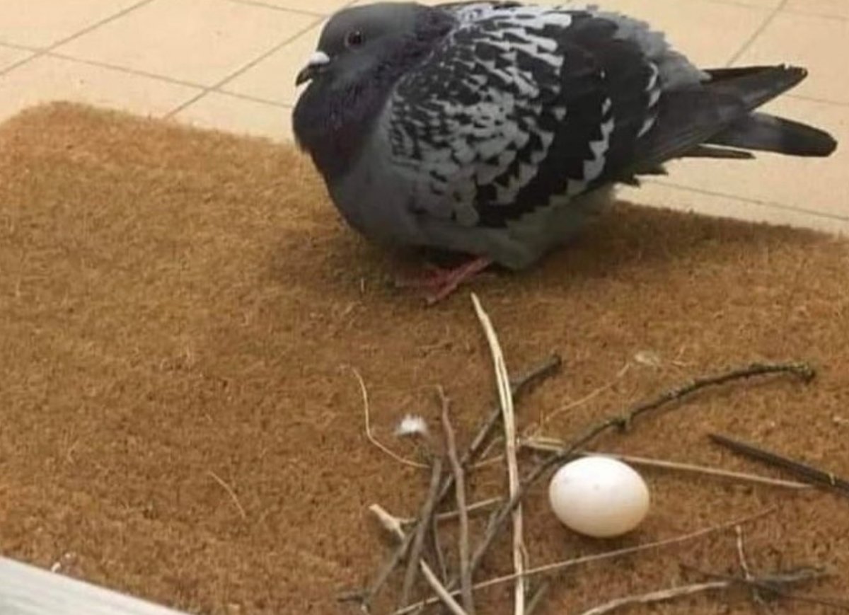 Голубь свил гнездо