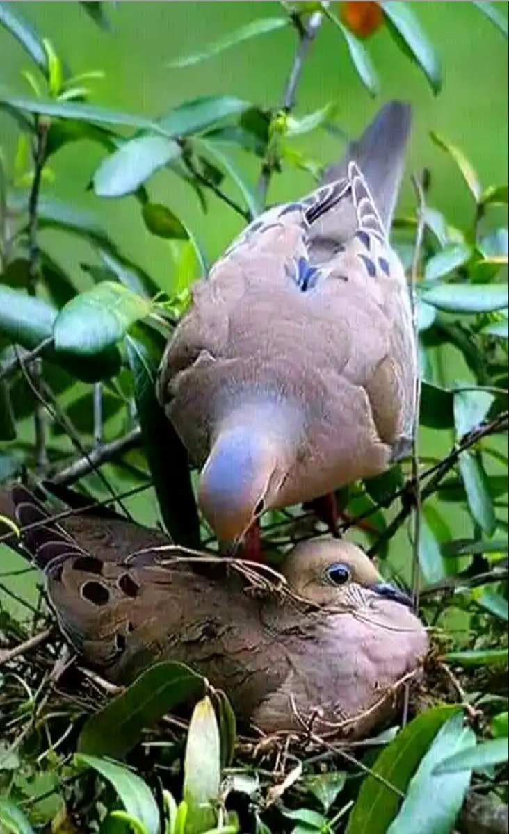 Горлица обыкновенная гнездо