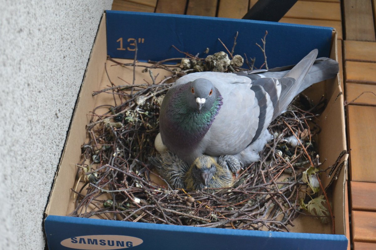 Гнездовье для голубей