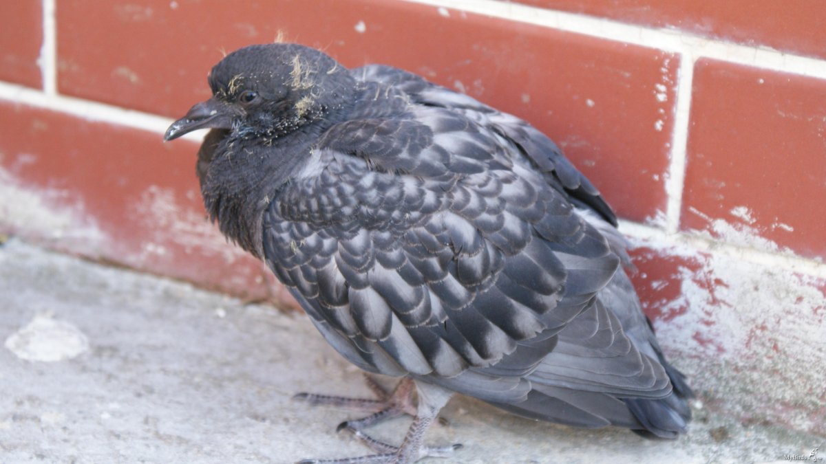 Взрослый птенец голубя