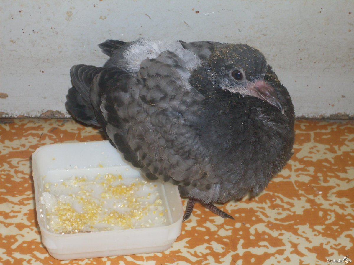 Месячный голубь