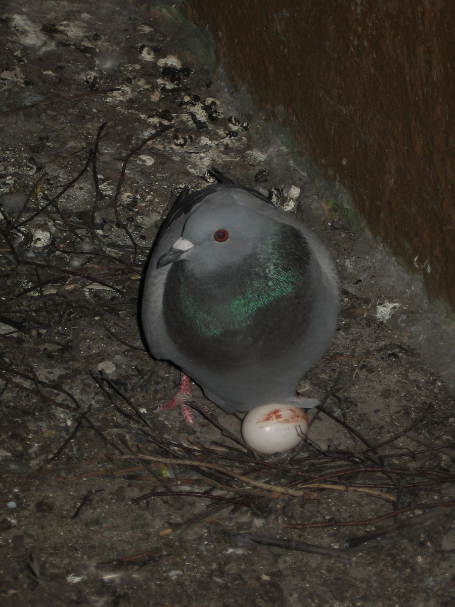 Сизый голубь гнездо