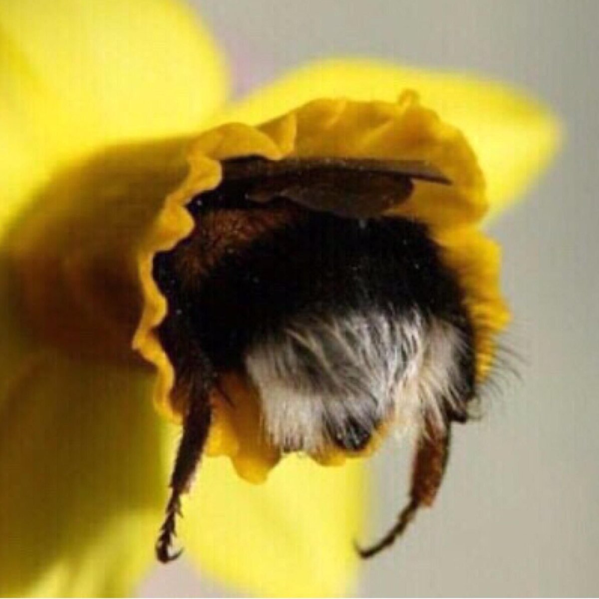 Милый Шмель