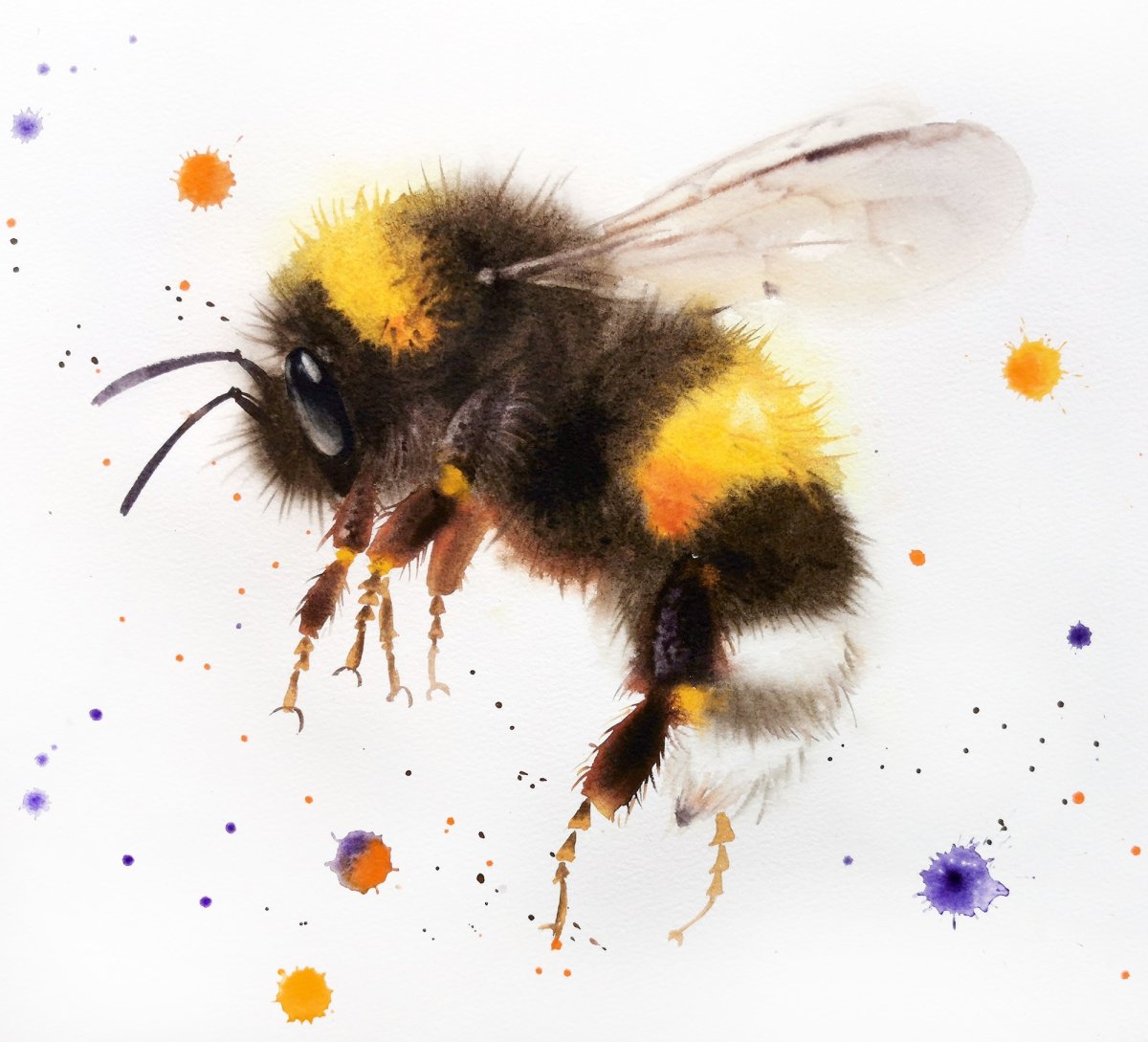 Шмель Моховой