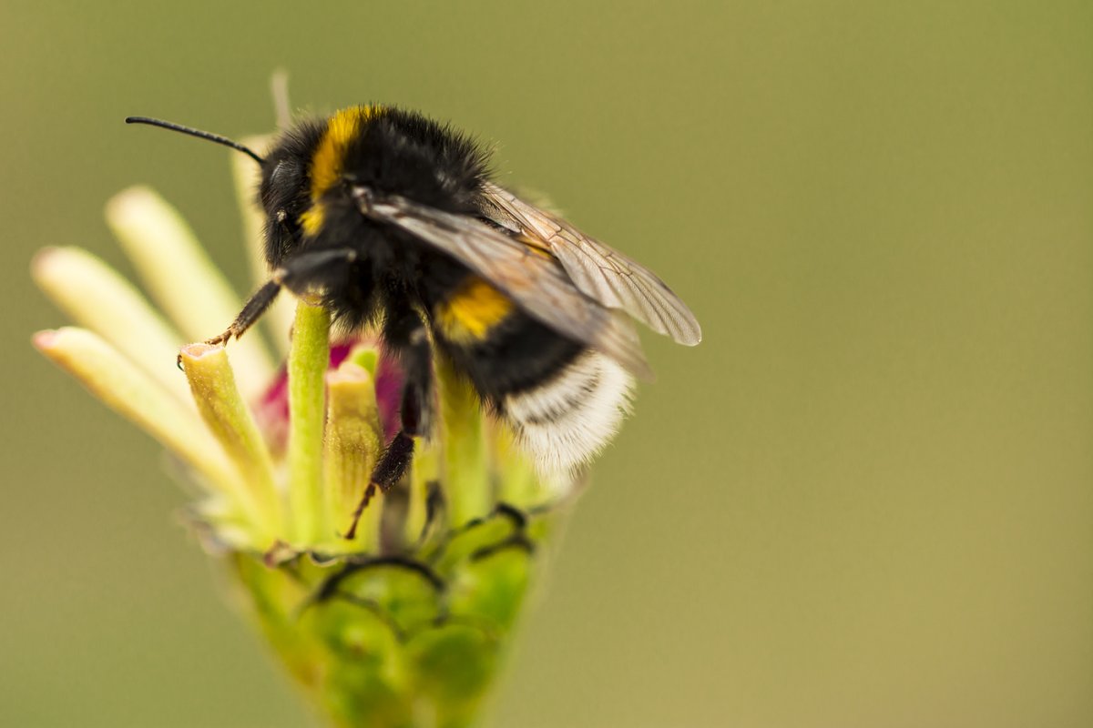 Шмель трубач