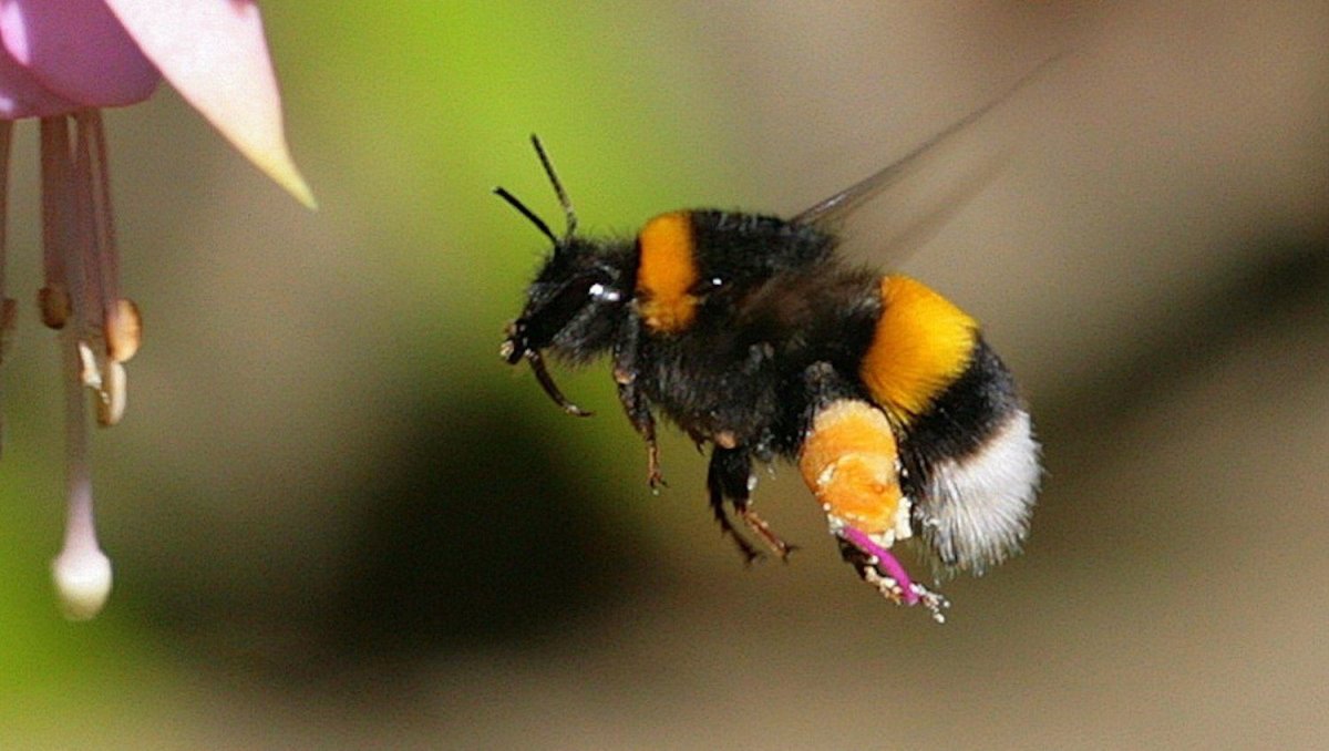 Шмель трубач