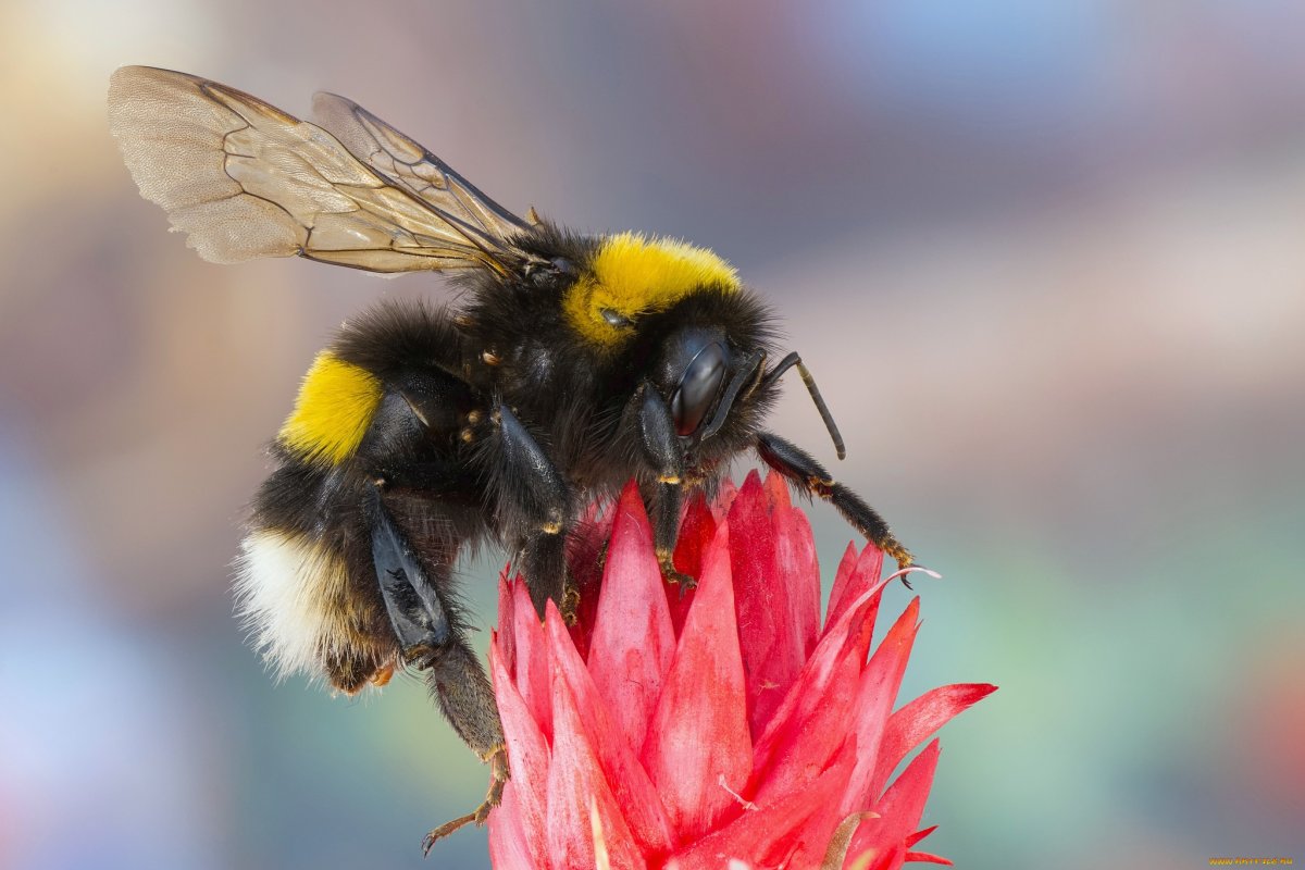 Шмель Байкальский Bombus deuteronymus
