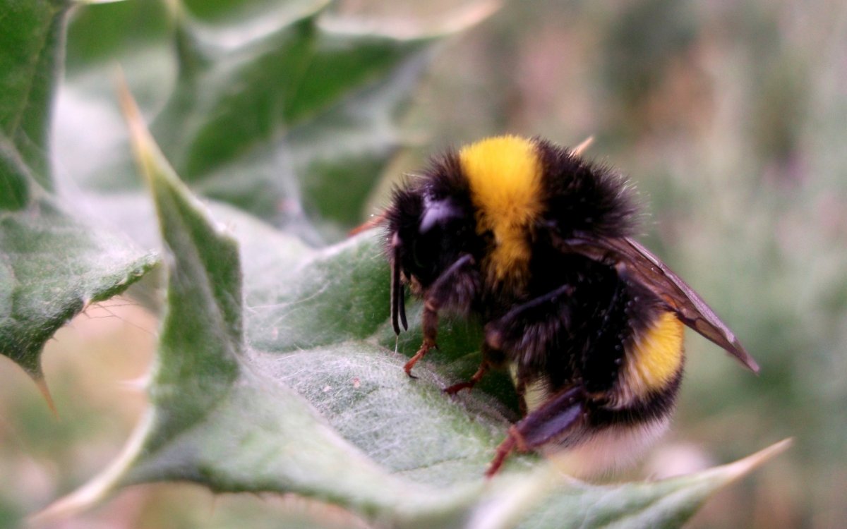 Милый Шмель