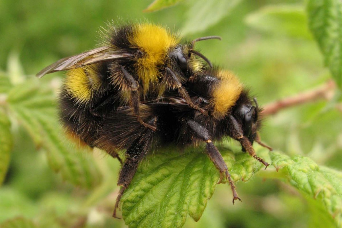 Шмель Земляной Bombus terrestris
