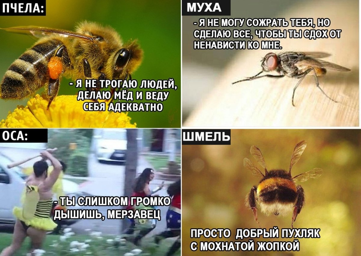 Анекдот про шмеля