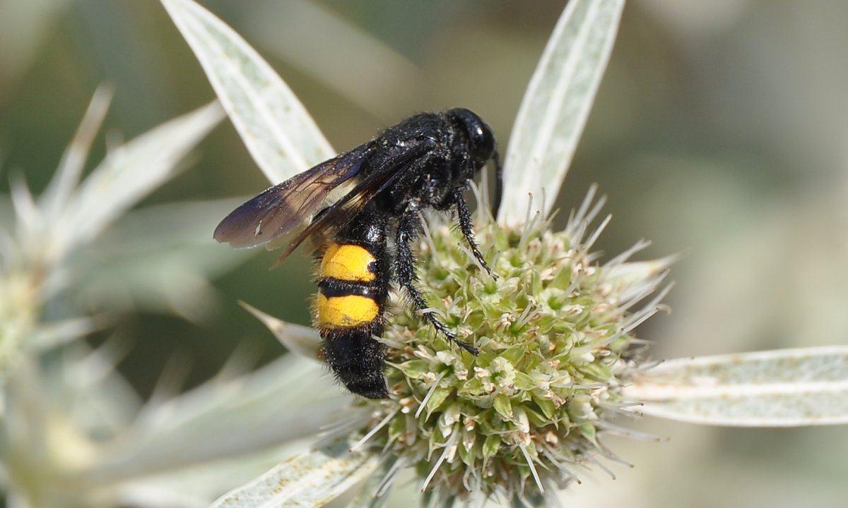 Сколия Степная Scolia hirta