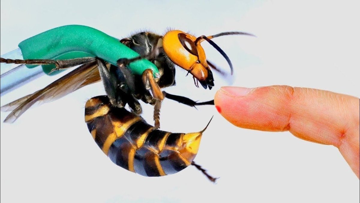 Гигантский азиатский Шершень укус