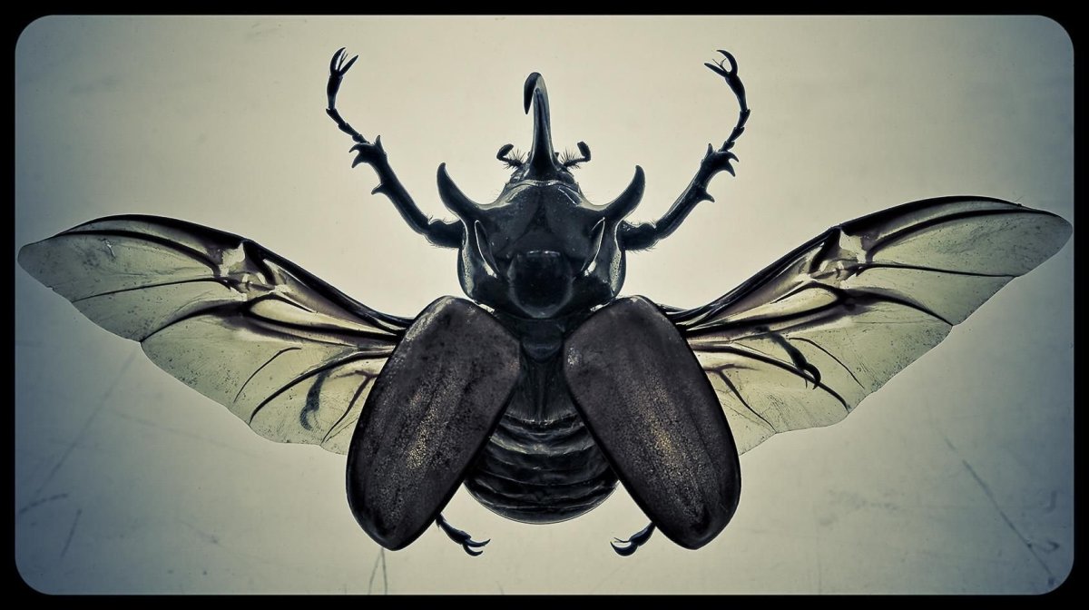 Жук скарабей с крыльями