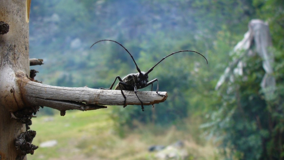 Жук на ветке