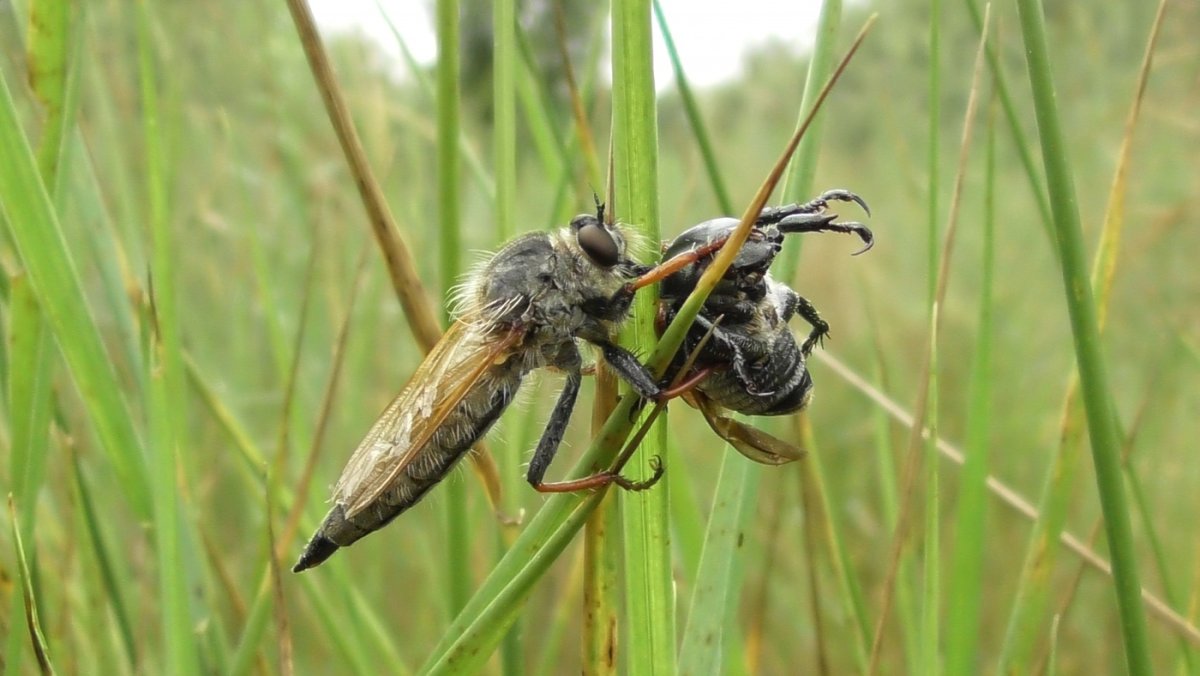 Ктырь-ястребница насекомое