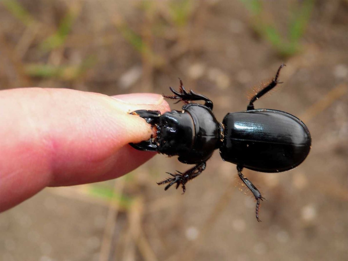 Скарит Земляной