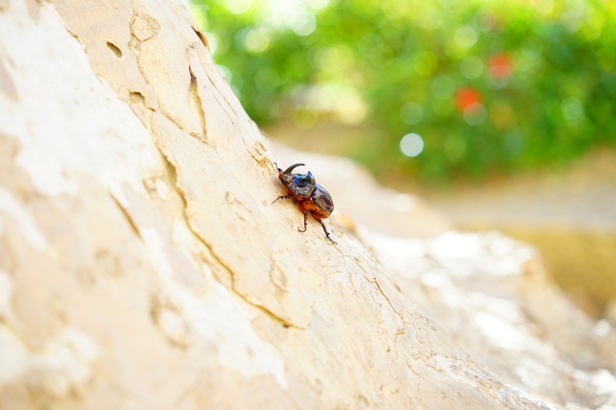 Жуки рогатые чёрные пляж песок