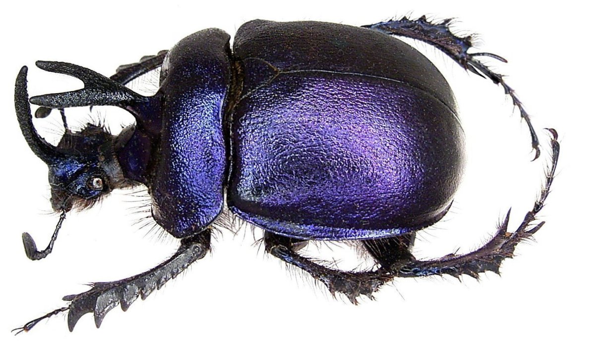 Жук скарабей фиолетовый