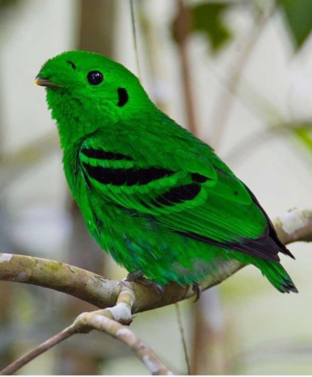 Длиннохвостый рогоклюв