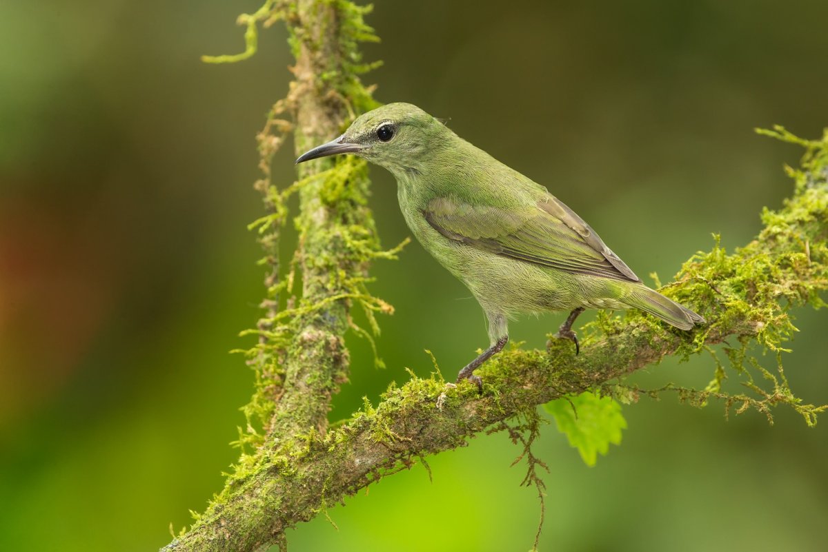 Птицы подмосковья зеленого цвета