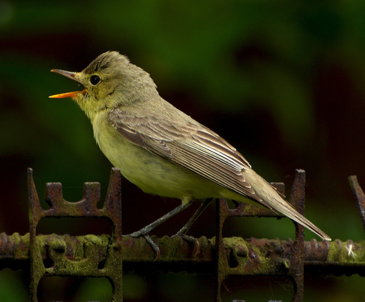 Пеночка пересмешка птица
