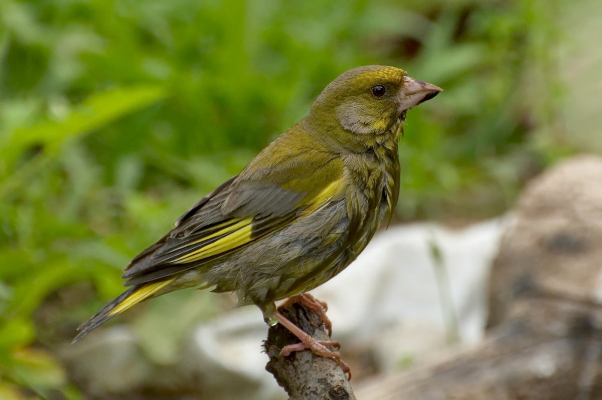 Лесная канарейка зеленушка