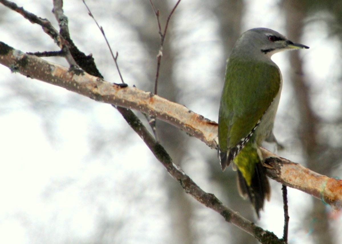 Седой дятел в Подмосковье