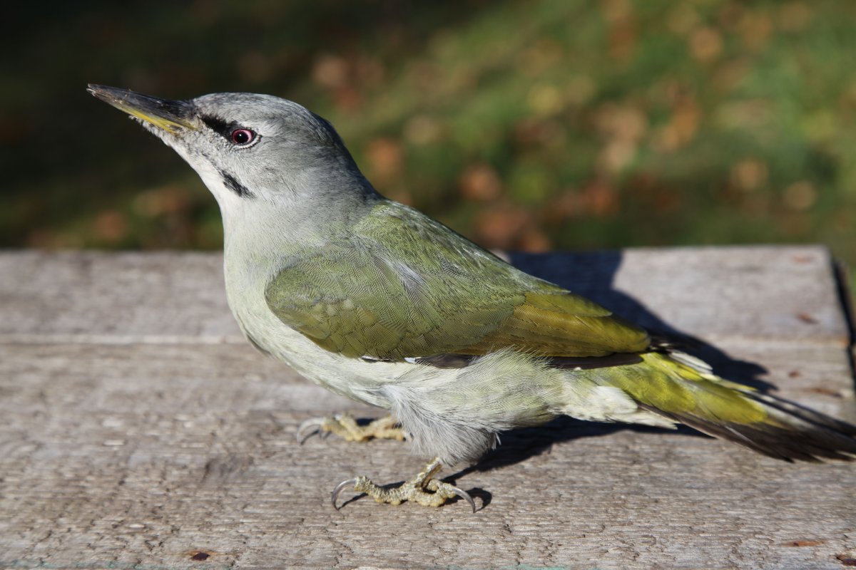 Седой дятел