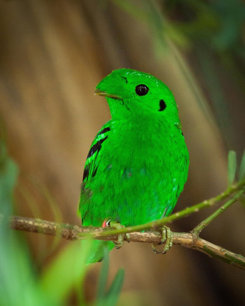 Золотобрюхий изумрудный Колибри