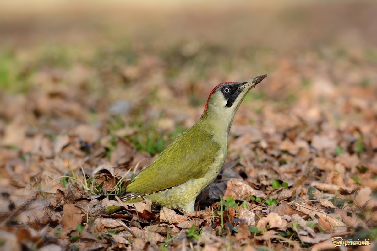 Зелёный дятел в Подмосковье