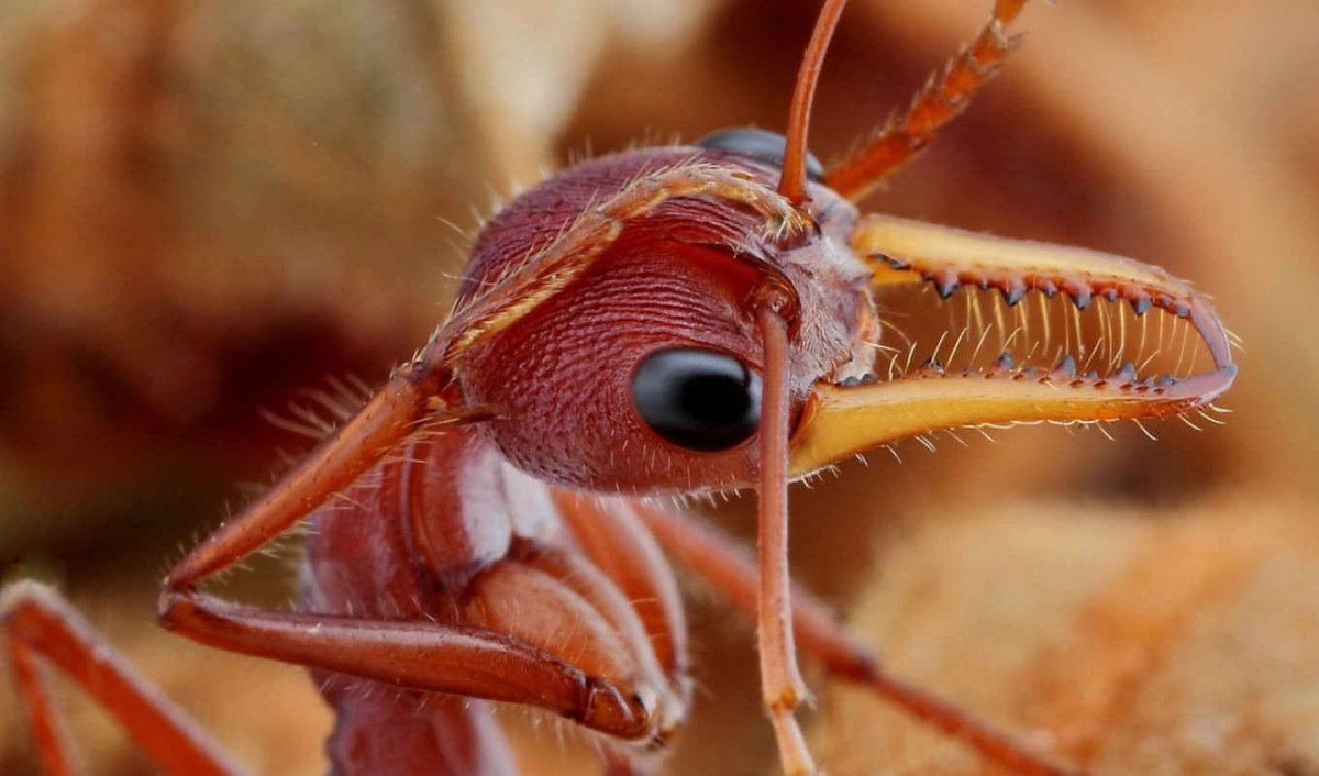 Мандибулы муравья