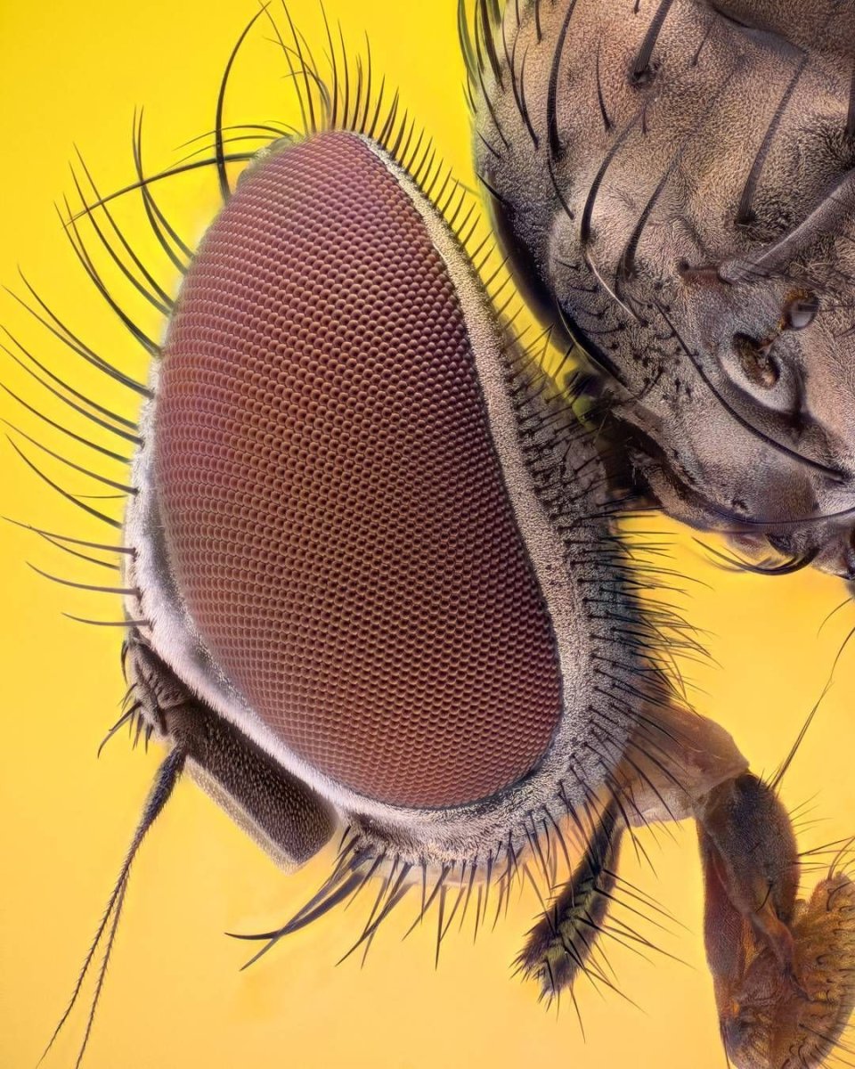 Жук под микроскопом