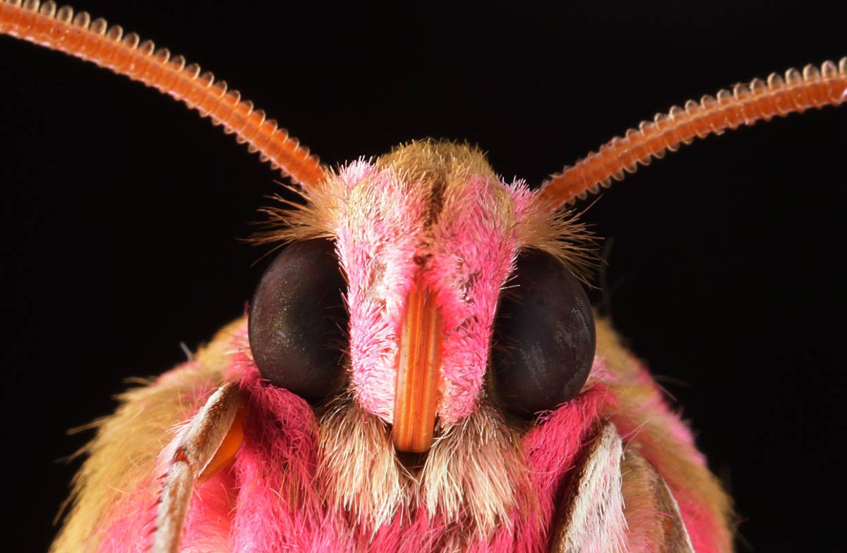 Бабочка вблизи