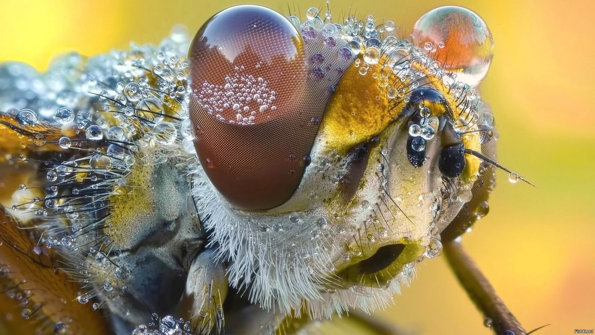 Макросъемка насекомых