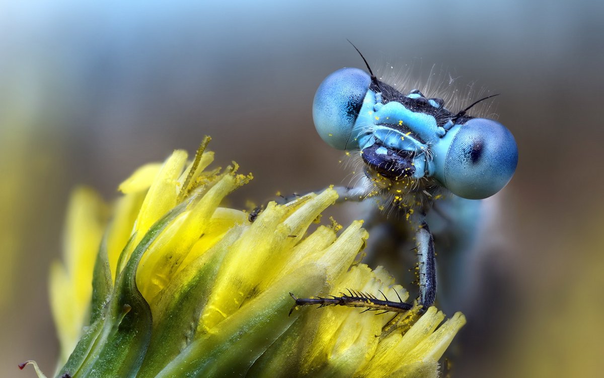 Насекомые рожицы Макросъемка