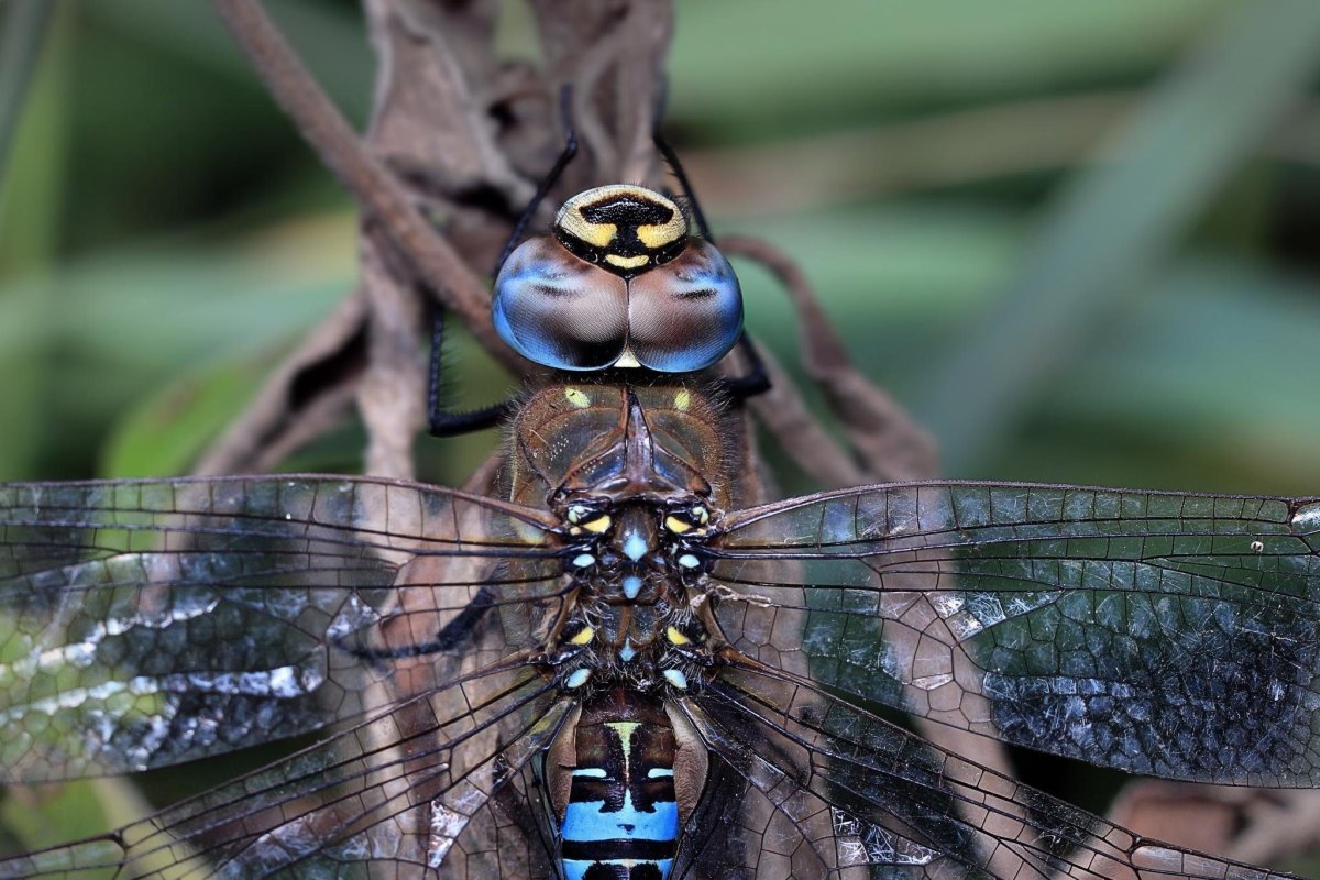 Насекомые крыло Стрекозы