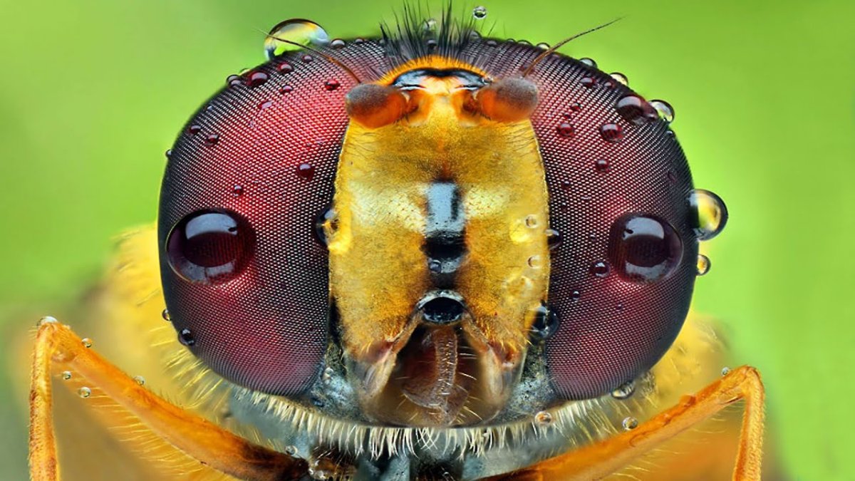 Сложные глаза у насекомых