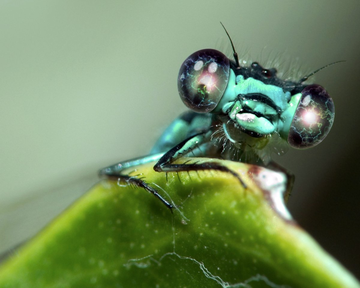 Муха с зелеными глазами