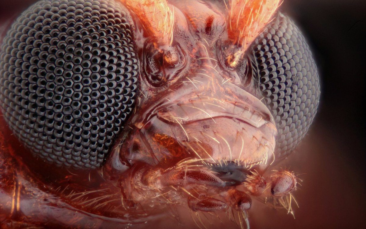 Строение фасеточного глаза насекомого