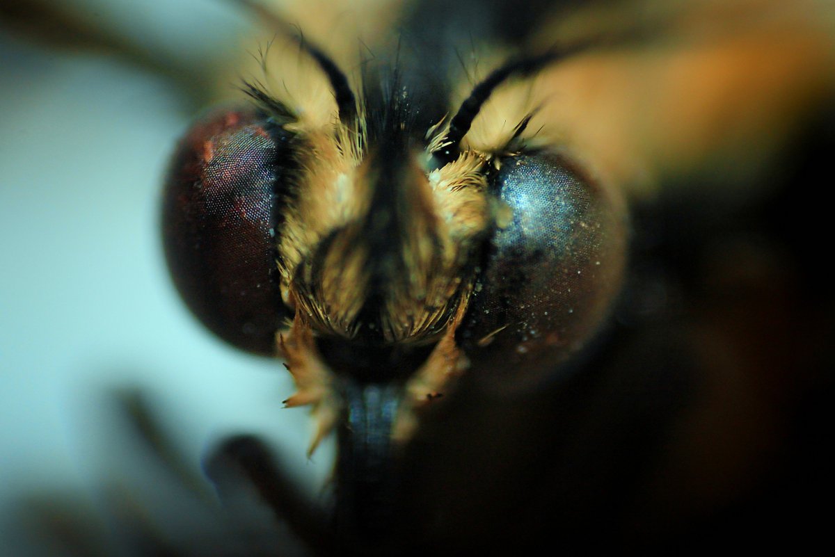 Глаза бабочки