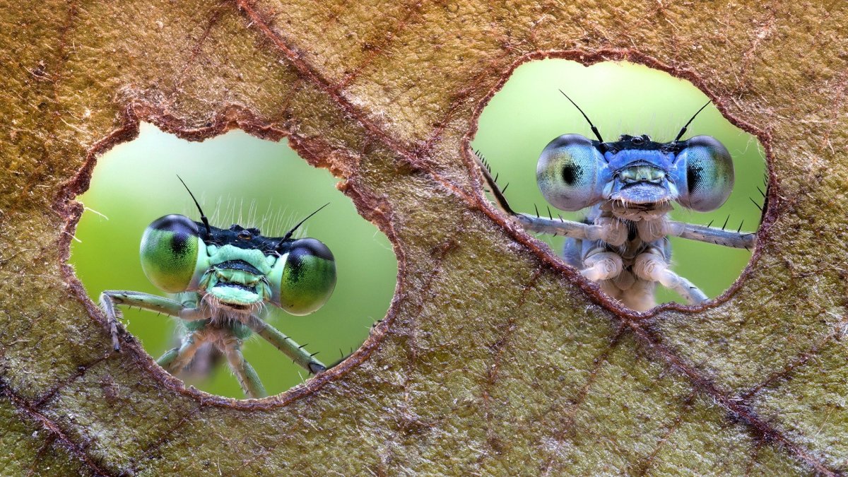 Забавные насекомые