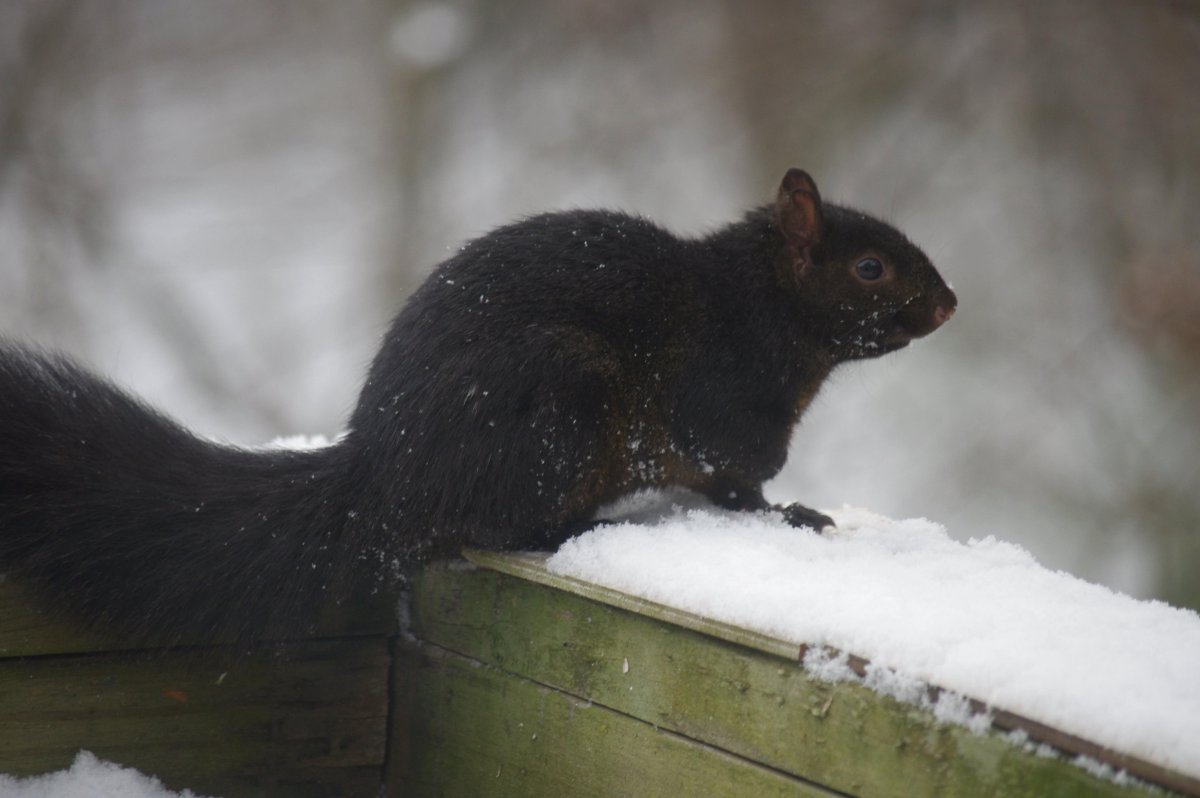 Чёрная белка с белой грудкой