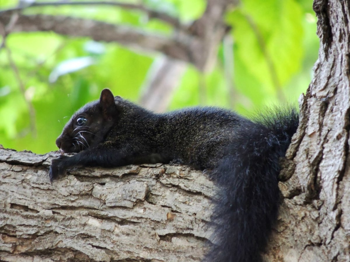 Черные белки на деревьях