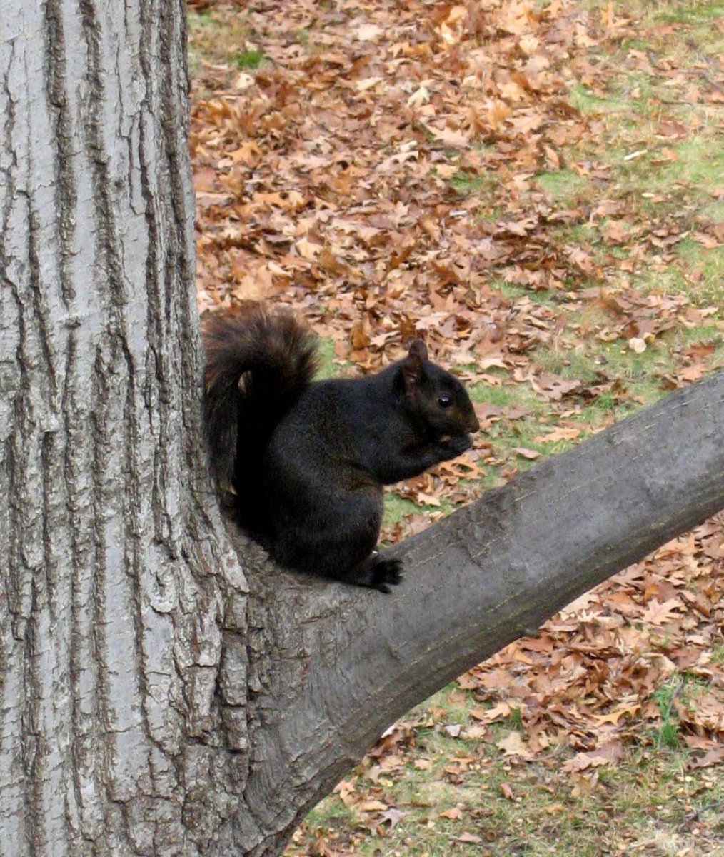 Черная белка в Сибири