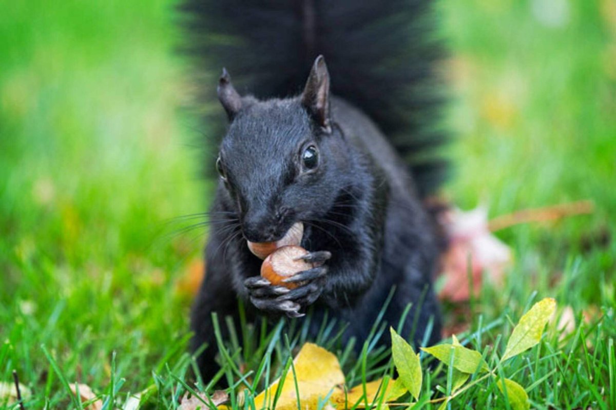 Чернобурая белка