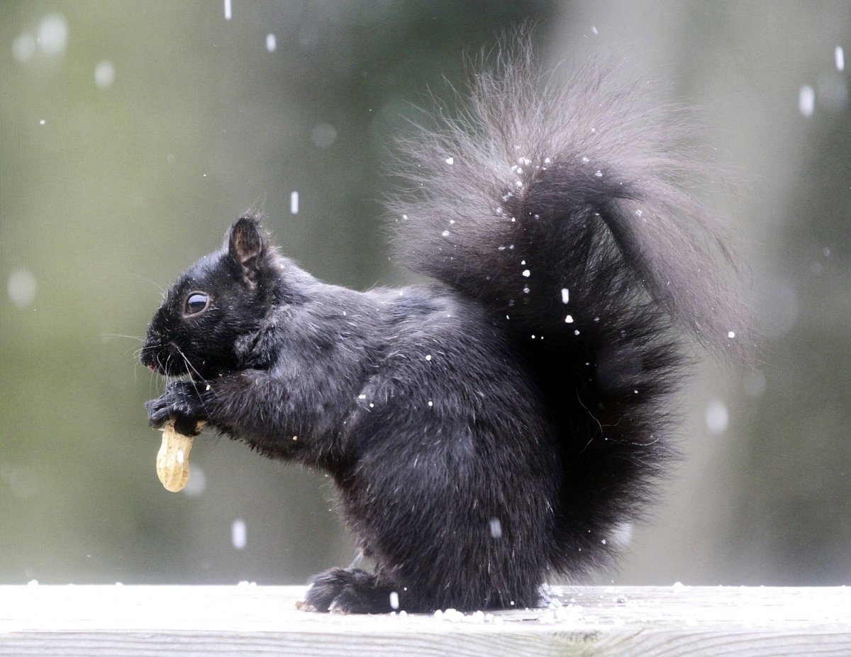 Пушистая черная Белочка на снегу